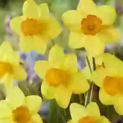 Estremadura